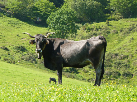 Vaca tudanca